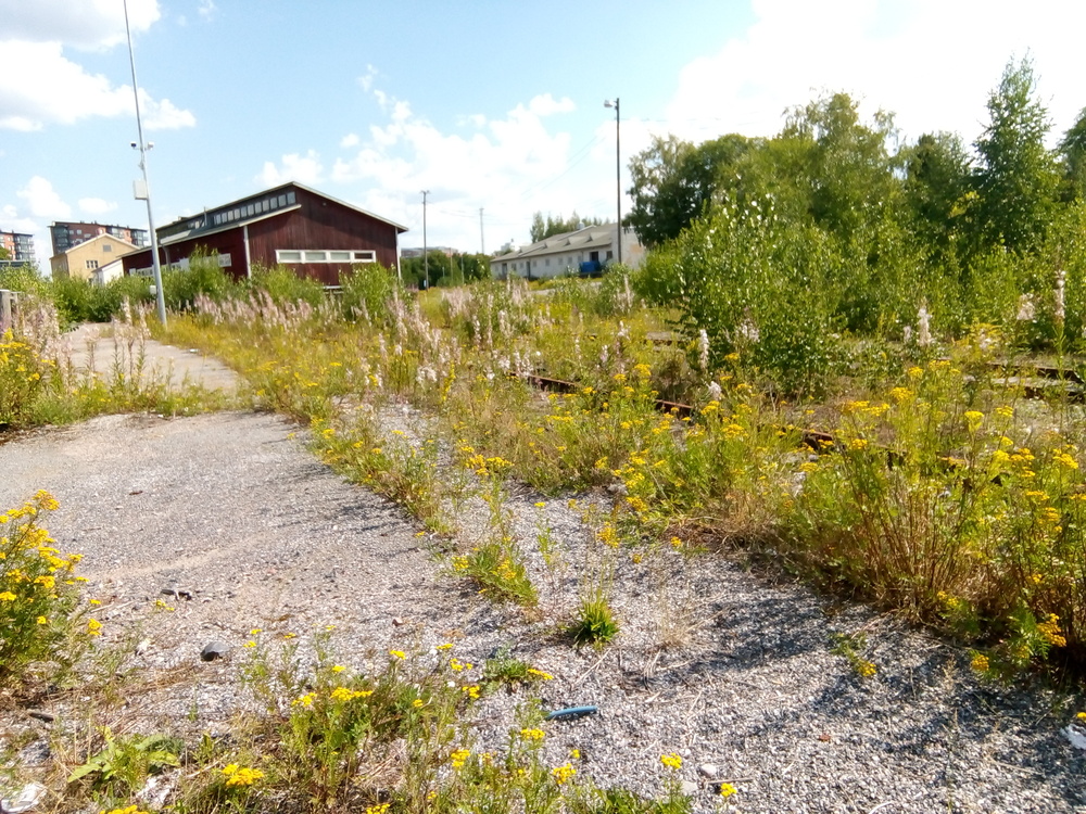 Ruohuttuneita raiteita Turku Tavarassa 27.7.2018
Nämä raiteet olivat pitkään radanpidon käytössä, mutta nyt käyttö näyttää loppuneen. Heikkilän ratapiha uusittiin kokonaan 2020-luvulla ja myös tämä osa ratapihasta on saanut kasvojenkohotuksen.
Avainsanat: rautatiearkeologia
