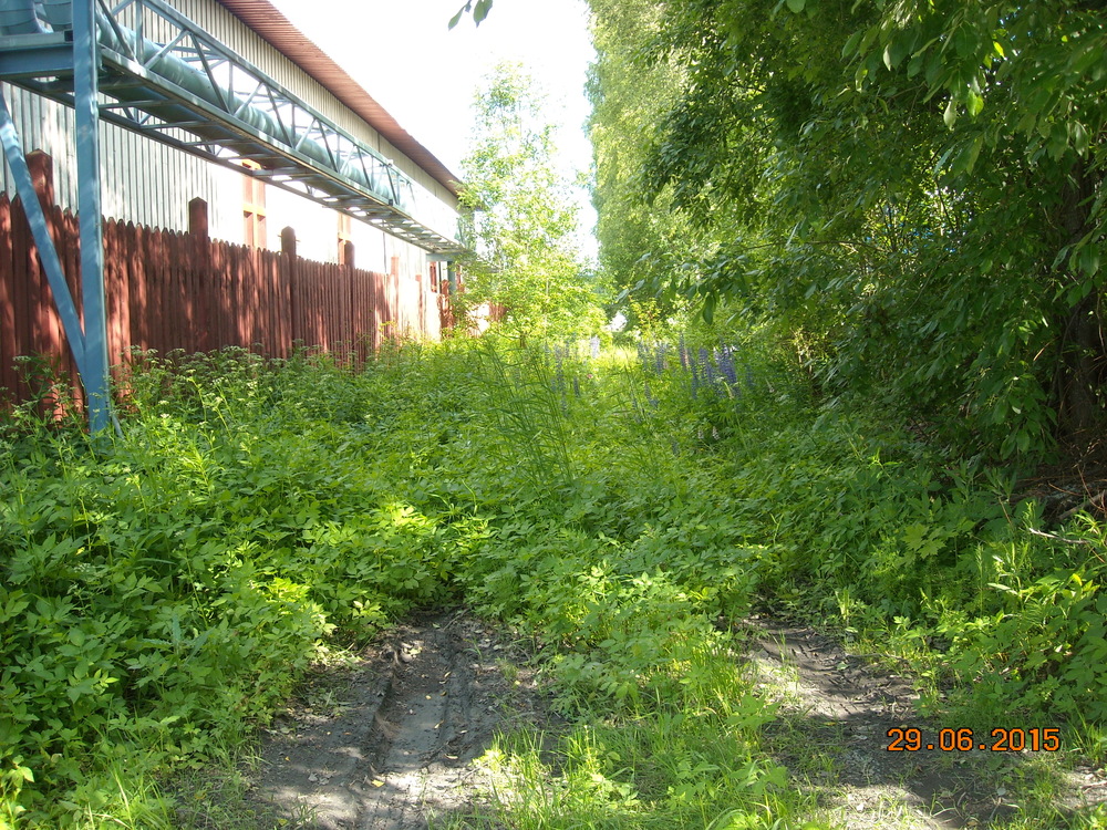 Misawan raide 29.8.2015
Ennen tästä pääsi Misawan sahalle. Misawan saha on käyttänyt rautatiekuljetuksia 2000-luvun puolleakin, vähintäänkin siten, että tavaraa on ajettu rekalla Kouvolaan kuormattavaksi Venäjälle suuntaaviin vaunuihin. Siitä, milloin Misawalla on käyty kiskoja pitkin ihan pihassa asti, ei tietoa.
Avainsanat: rautatiearkeologia